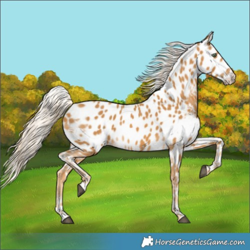 Horse Color:Palomino Skewed LP Spotted 
