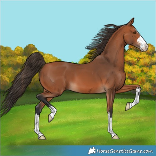 Horse Color:Bay 