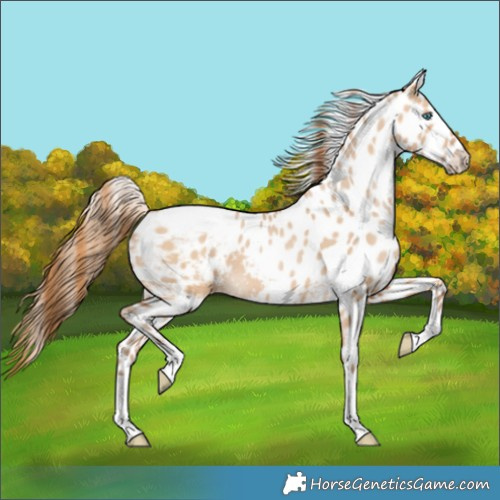 Horse Color:Brown Pearl Dun Skewed Appaloosa 