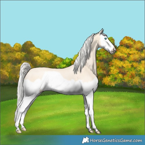 Horse Color:Cremello Splash  and Cremello Splash Rabicano 