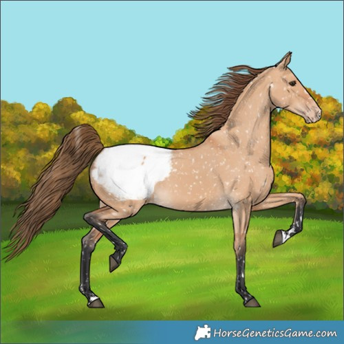 Horse Color:Bay Dun Appaloosa 