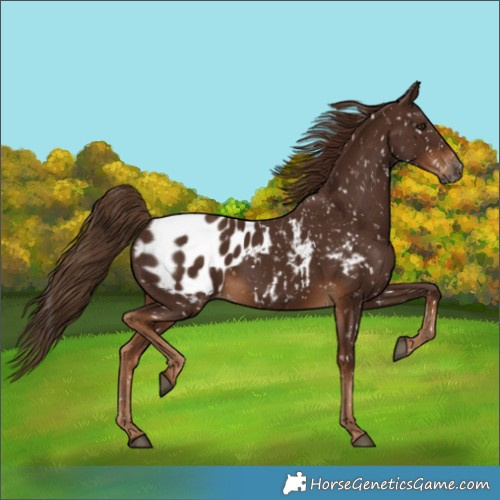 Horse Color:Gray Chestnut Appaloosa 