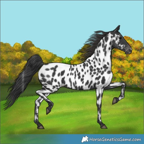 Horse Color:Black Appaloosa 