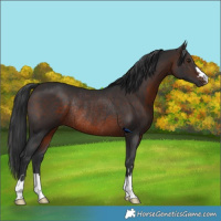 Horse Color:Brown Rabicano 