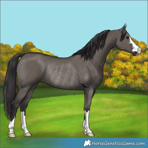 Horse Color:Smoky Grullo Rabicano 