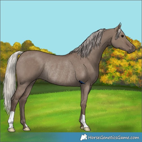 Horse Color:Silver Grullo Rabicano 