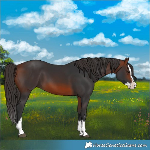 Horse Color:Bay Splash 