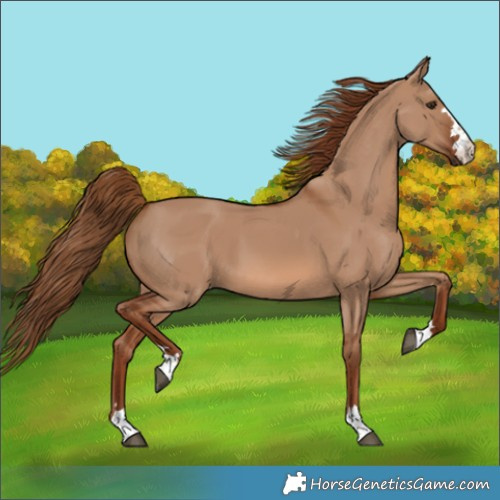Horse Color:Red Dun 