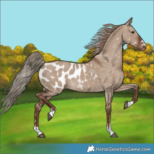Horse Color:Liver Red Dun Appaloosa Rabicano 