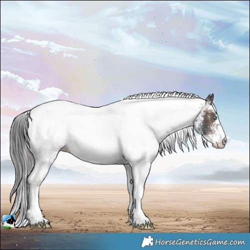 Horse Color:White Spotted Brown Merle Rabicano 
