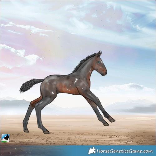 Horse Color:White Spotted Brown Merle 