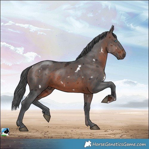 Horse Color:White Spotted Brown Merle