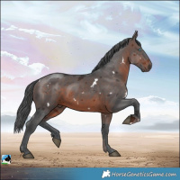 Horse Color:White Spotted Brown Merle
