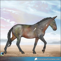 Horse Color:White Spotted Brown Merle