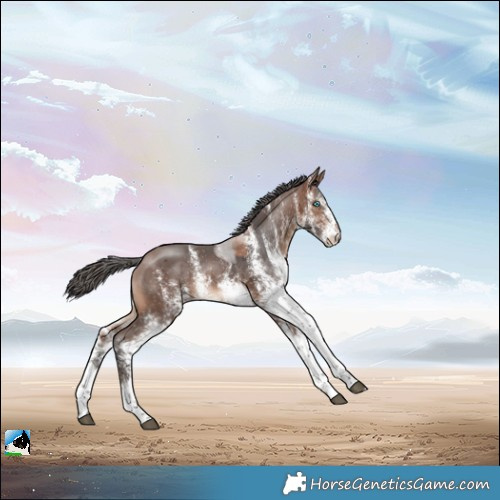 Horse Color:White Spotted Brown Merle 