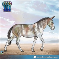Horse Color:White Spotted Brown Merle