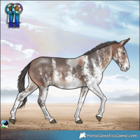 Horse Color:White Spotted Brown Merle