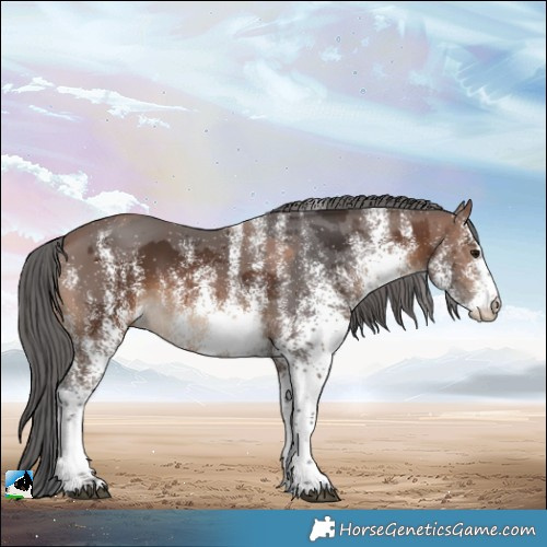 Horse Color:White Spotted Brown Merle 