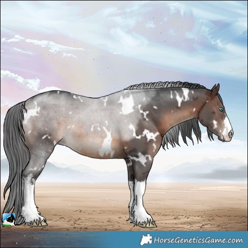Horse Color:White Spotted Brown Merle 