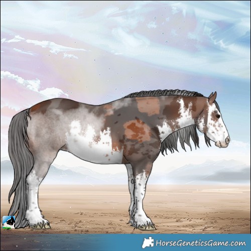 Horse Color:White Spotted Brown Merle 