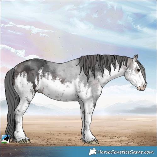 Horse Color:White Spotted Brown Merle Rabicano 