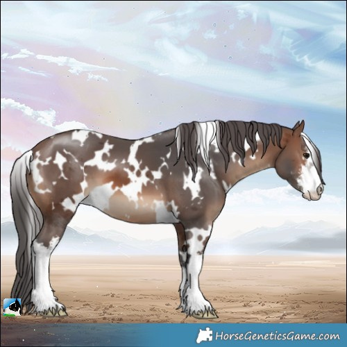 Horse Color:White Spotted Brown Merle 
