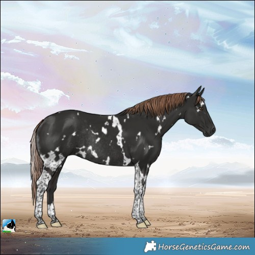 Horse Color:White Spotted Liver Chestnut Tobiano Rabicano