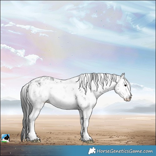 Horse Color:White Spotted Black Sabino Rabicano