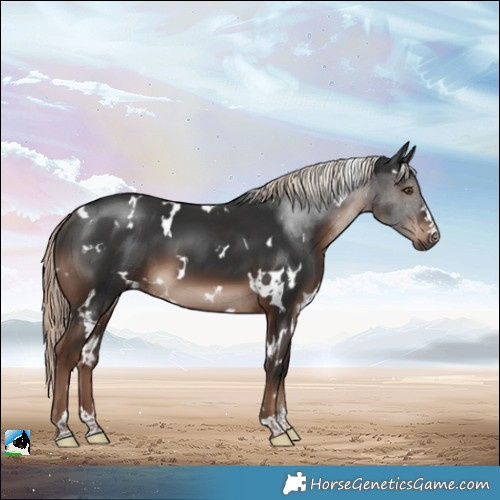 Horse Color:White Spotted Liver Chestnut Mushroom
