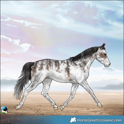 Horse Color:White Spotted Brown Rabicano 