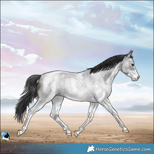Horse Color:White Spotted Blue Roan Rabicano 