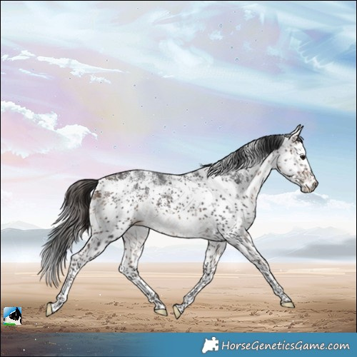 Horse Color:White Spotted Brown Sabino Rabicano 