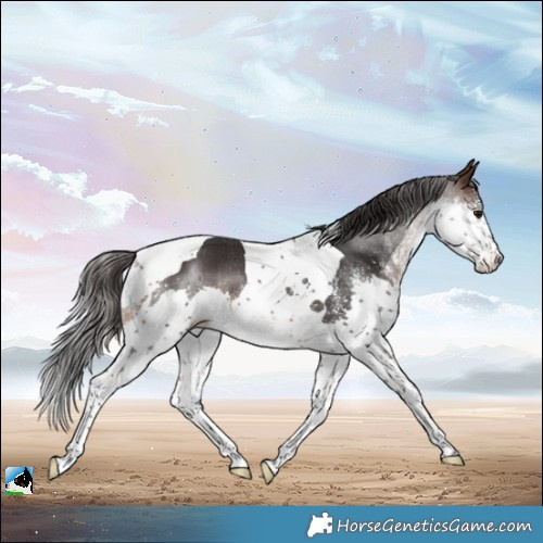 Horse Color:White Spotted Brown Splash Tobiano Rabicano 