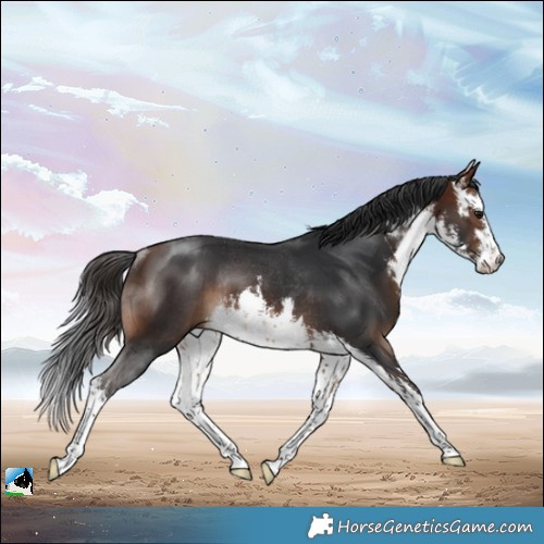 Horse Color:White Spotted Brown Rabicano 