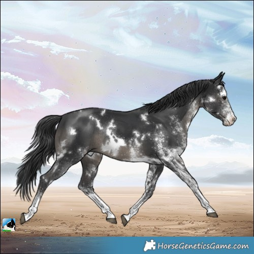 Horse Color:White Spotted Black Rabicano 