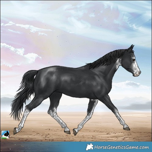 Horse Color:White Spotted Black Rabicano 