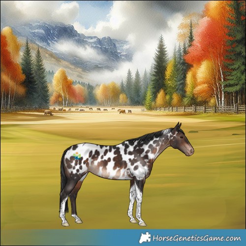 Horse Color:Brown Tobiano Appaloosa Rabicano 