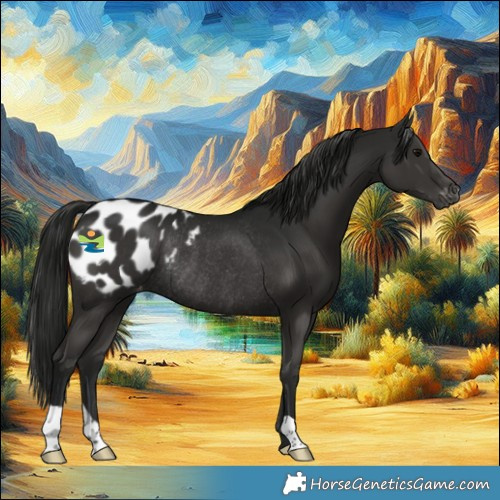 Horse Color:Gray Black Appaloosa Rabicano 