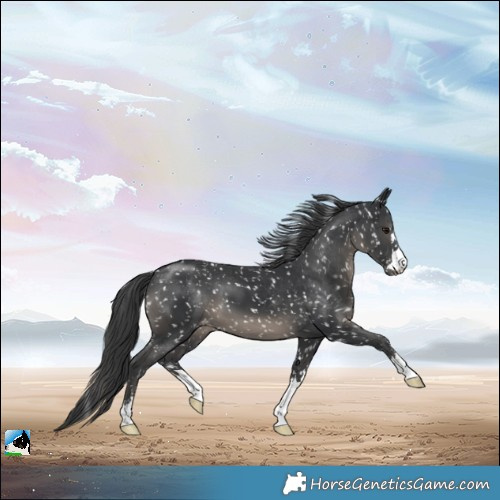 Horse Color:Black Snowflake Varnish