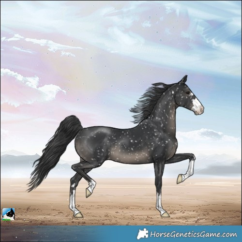 Horse Color:Black Appaloosa 