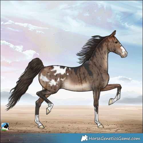 Horse Color:Bay Dun Appaloosa Brindle 