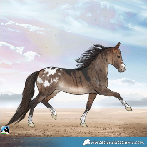 Horse Color:Bay Dun Blanket Brindle 