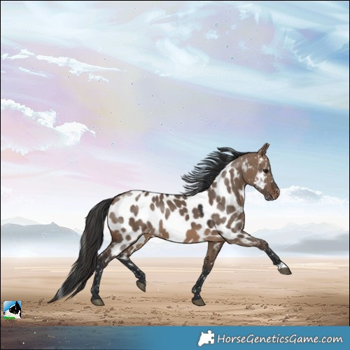 Horse Color:Brown Dun Near Leopard