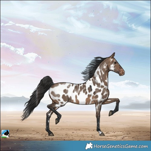 Horse Color:Brown Dun Appaloosa
