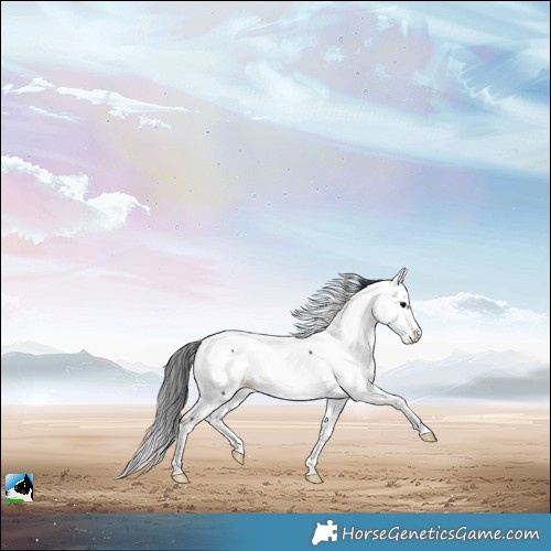 Horse Color:Black Fewspot Rabicano
