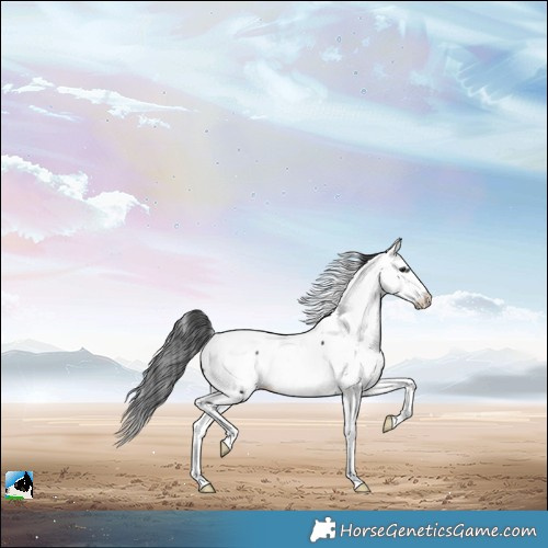 Horse Color:Black Appaloosa Rabicano