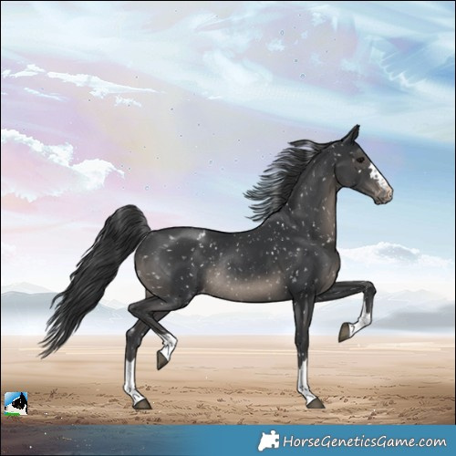 Horse Color:Black Appaloosa Rabicano
