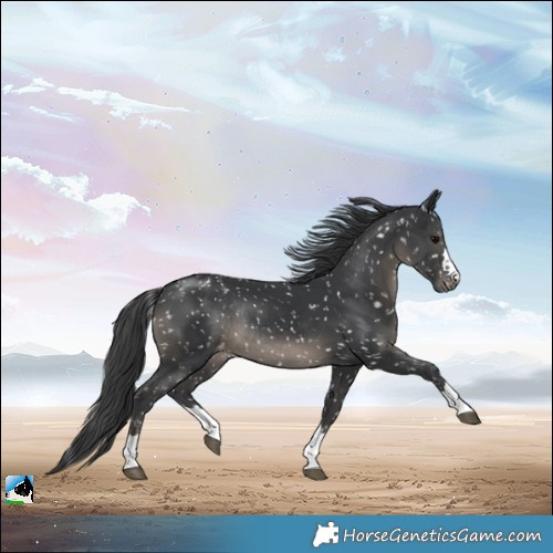Horse Color:Black Snowflake VarnishRabicano 