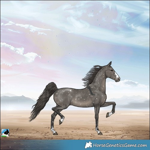 Horse Color:Grullo Appaloosa