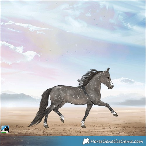 Horse Color:Grullo Snowflake Varnish